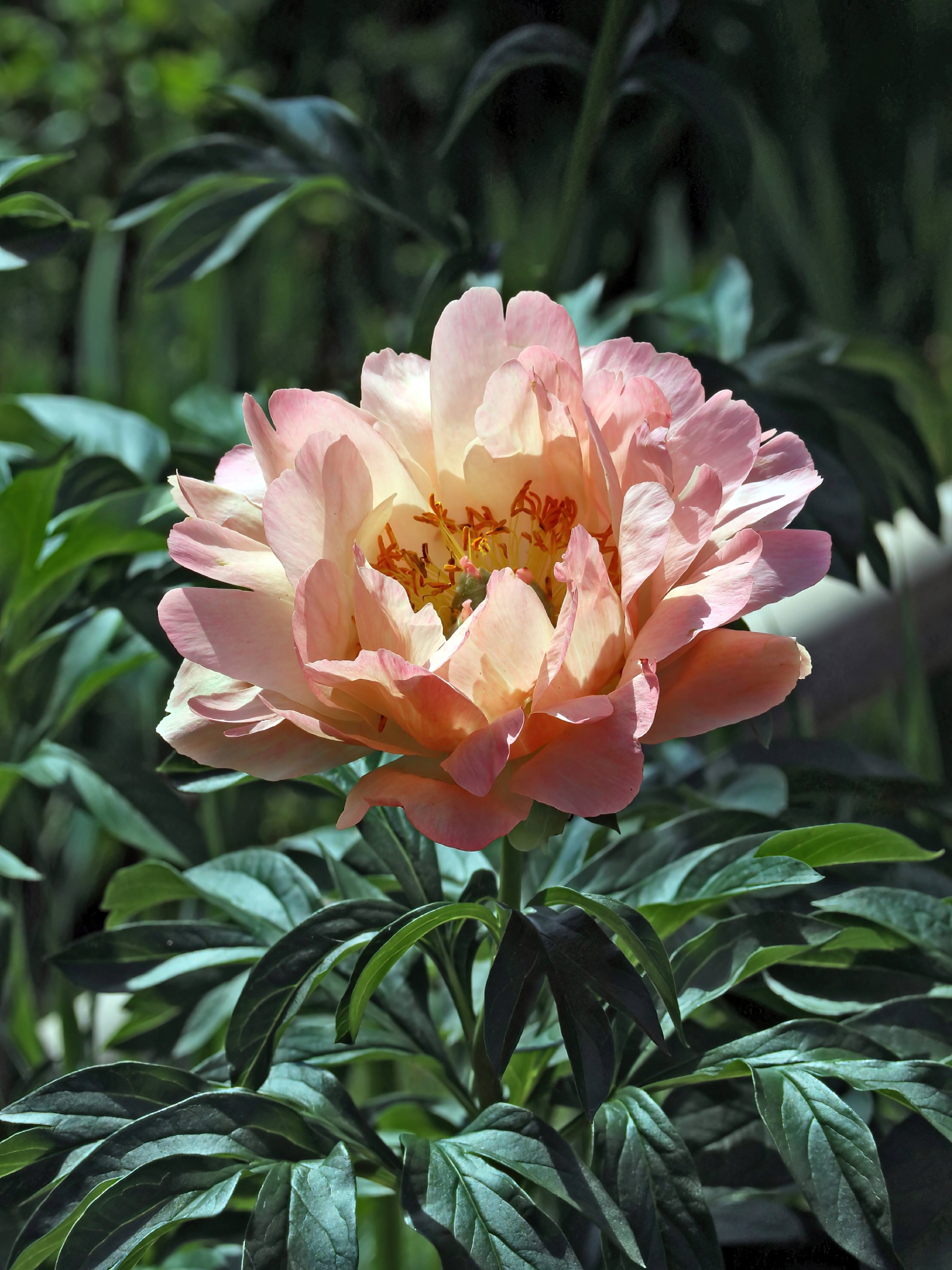Pioenroos Red Charm: de perfecte bloem voor een klassieke tuin Pioenroos Red Charm: de perfecte bloem voor een klassieke tuin