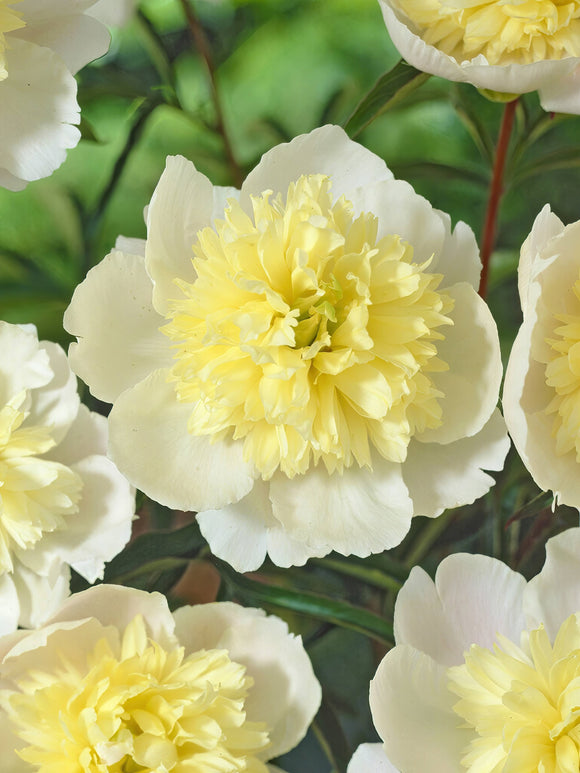 Pioenroos Primevere (Peaonia lactifolia)