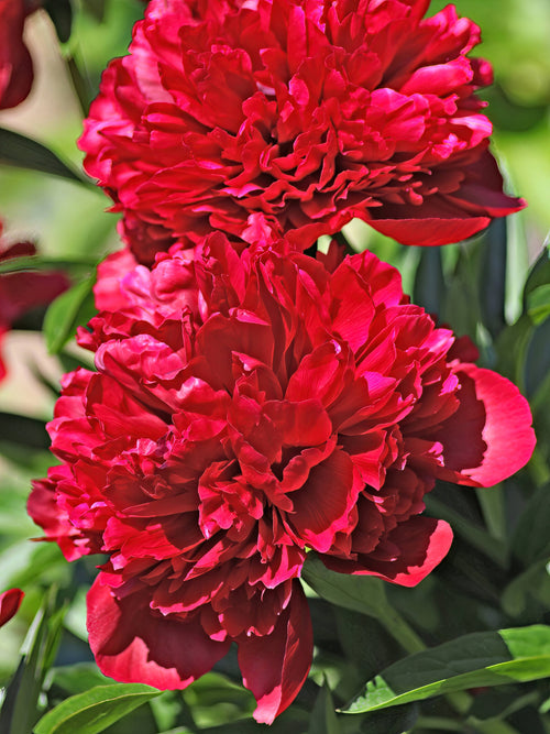 Pioenrozen Red Grace