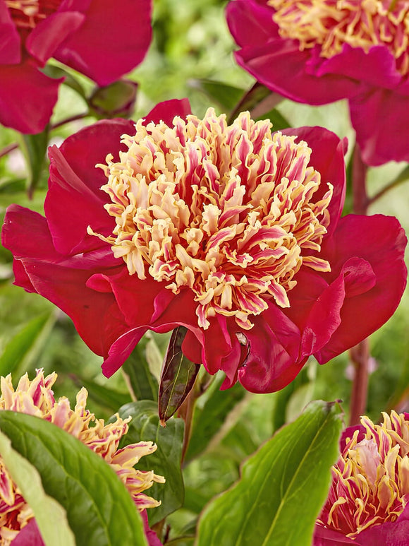 Peony Roots Sword Dance Peonies