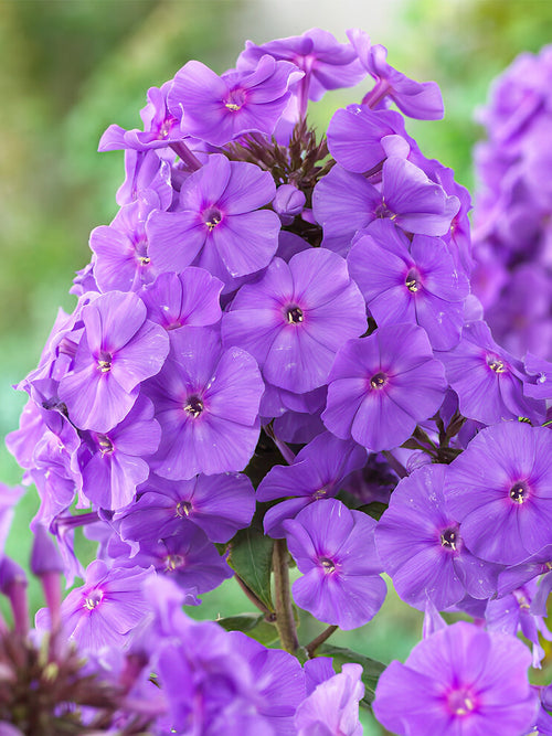 Kopen Phlox Amethyst met verzending in de lente!