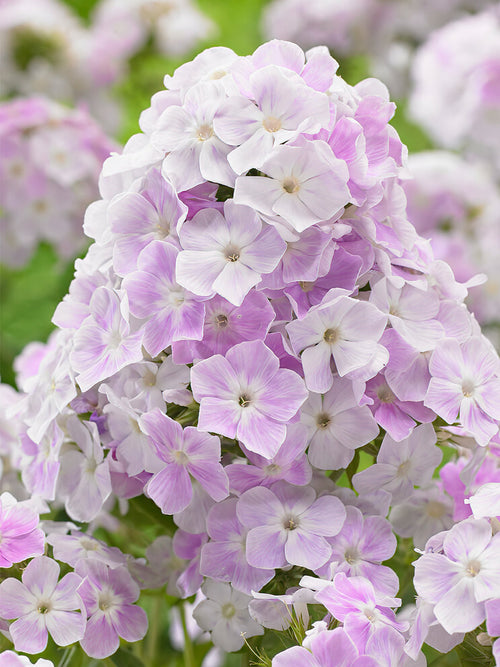 Phlox Cool Water met verzending in de lente!