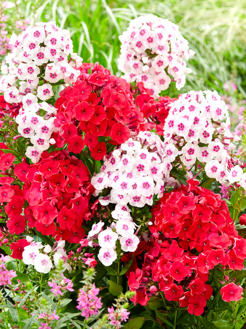 Phlox Strawberry Cake Collection