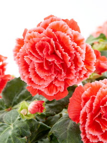 Begonia Picotee Lace Rood