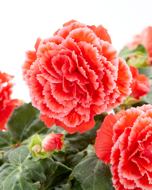 Picotee Lace Red Begonias - Bloembollen
