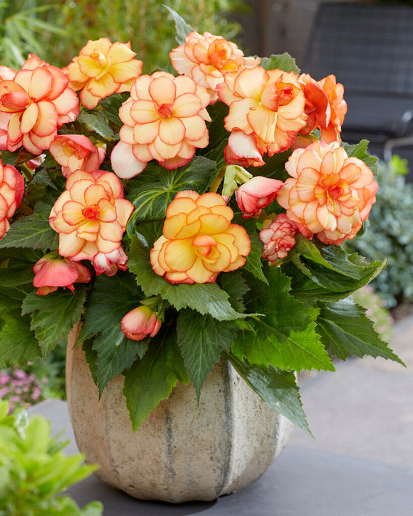 Picotee Sunburst Begonia bollen bestellen