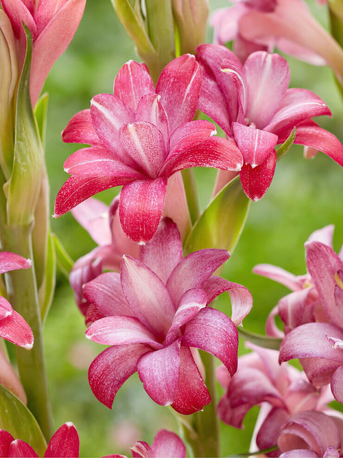 Tuberoos NCYU CHERRY (Polianthes)