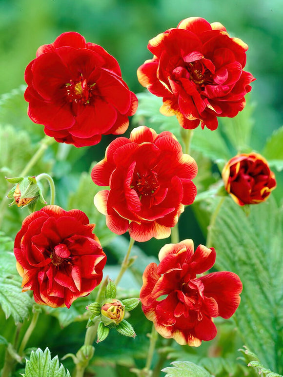 Ganzerik (Potentilla) Arc en Ciel Vaste Planten