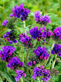 Pulmonaria EB Anderson (Longkruid)