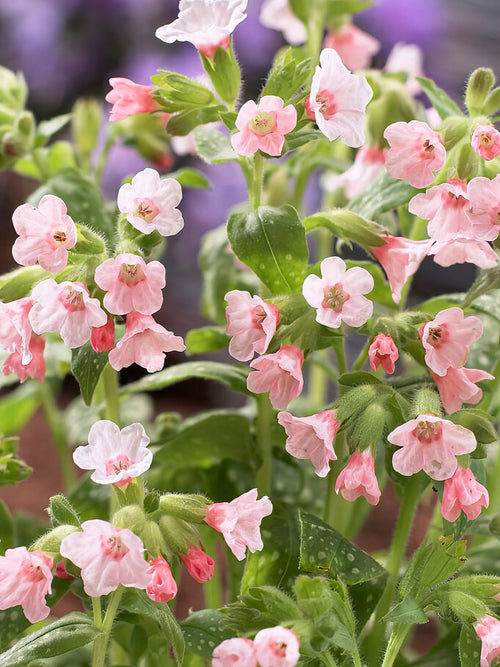 Pulmonaria Pierre's Pure Pink (Longkruid)