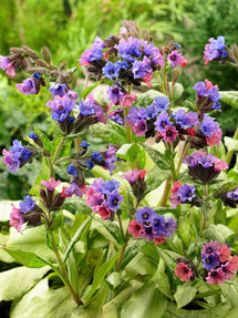 Pulmonaria Silver Bouquet (Longkruid)