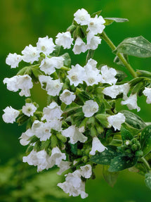 Pulmonaria Sissinghurst Wit (Longkruid)