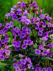 Pulmonaria Smokey Blue (Longkruid)