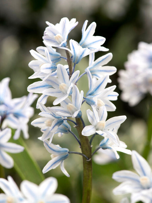 Striped Squill Bollen