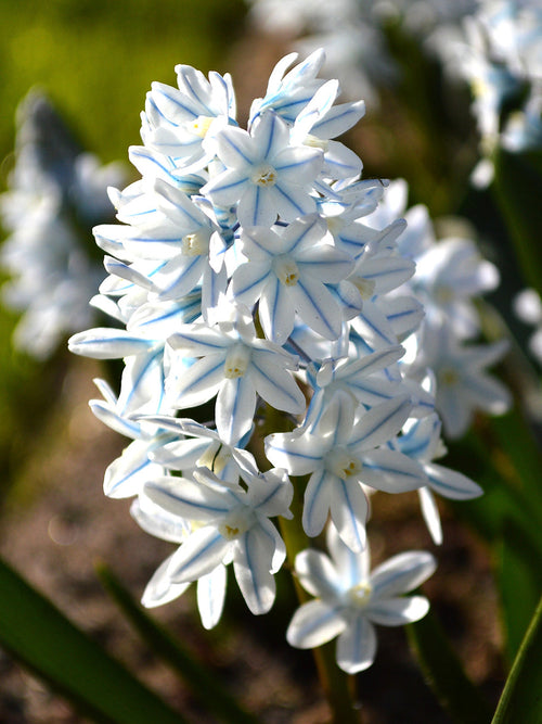 Puschkinia Libanotica Bloem Bollen