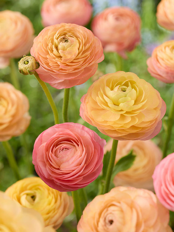 Ranunculus Bollen Amandine Peach Salmon