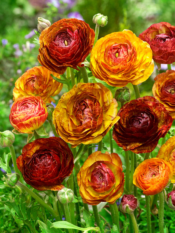 Ranunculus Picotee Café rood koperkleurige bloem