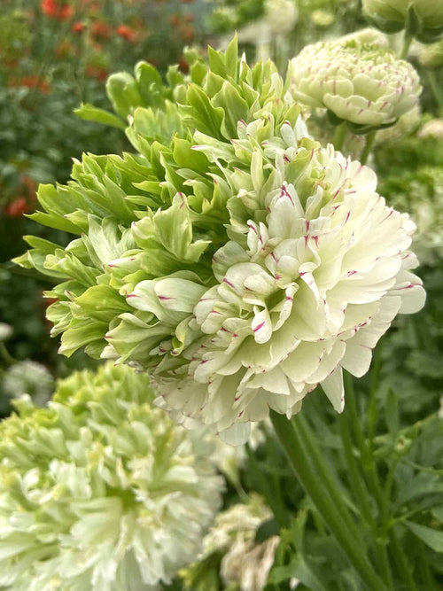 Kopen Ranunculus Crown Giverny