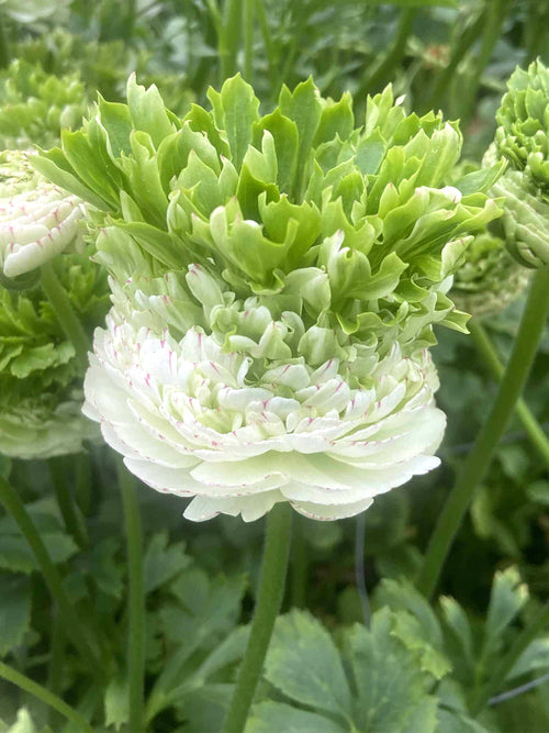 Ranonkelkroon Giverny kopen