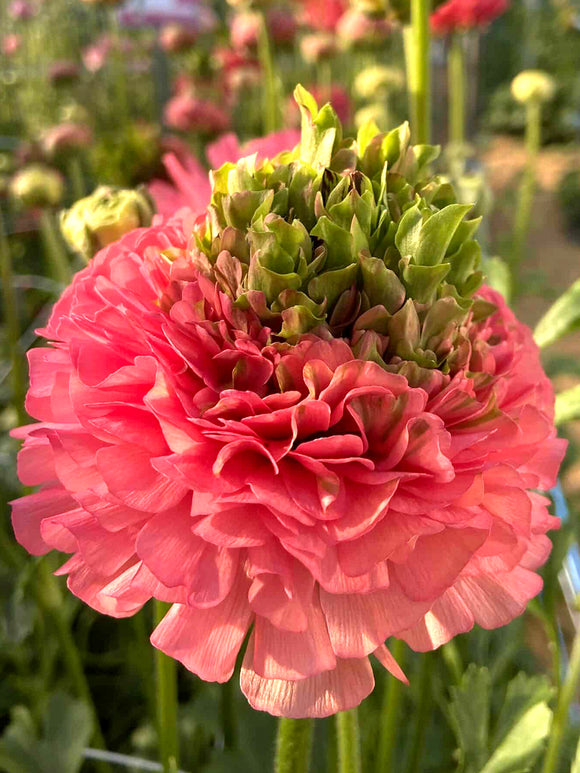 Close-up van Ranunculus Crown Sisteron® met opvallende groene kern