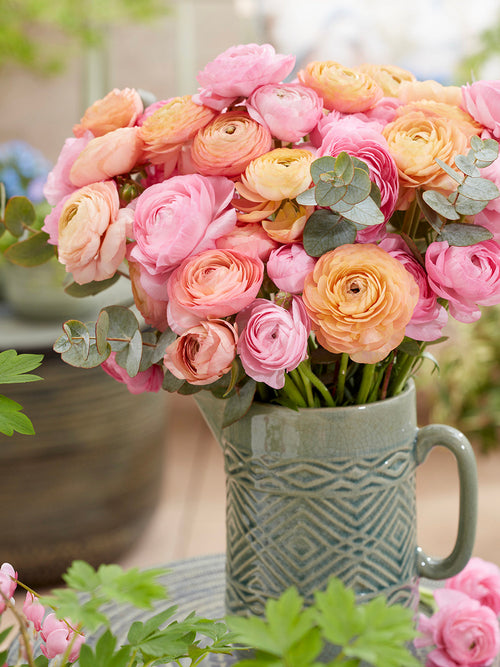 Ranunculus Amandine Pauline Pastel