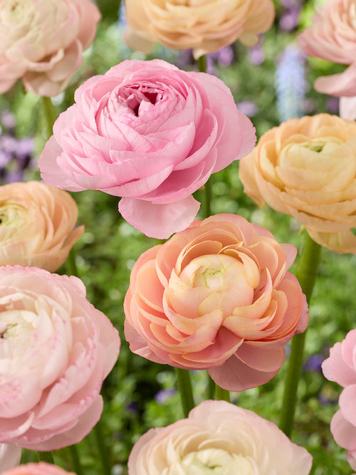 Ranunculus Amandine Pauline Pastel