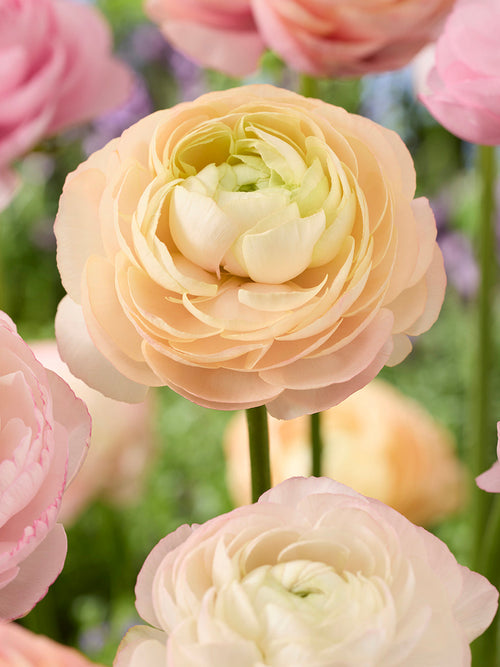 Ranunculus Amandine Pauline Pastel