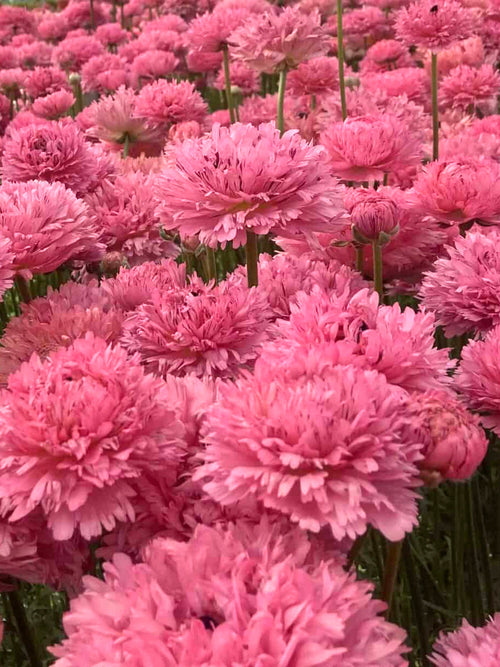 Ranonkel Poodle ‘Ramlia’