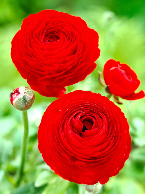 Rode Ranonkels bestellen - bloembollen Ranunculus Kopen