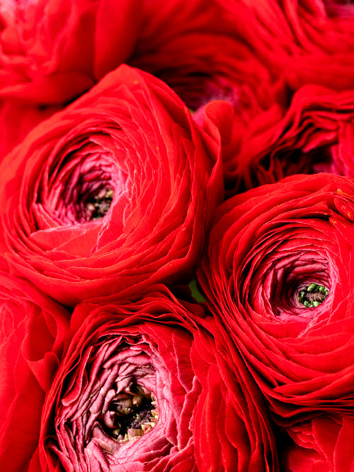 Italiaanse Ranonkel Elegance Rosso