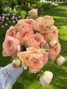 Ranonkel Romance™ Ferrand