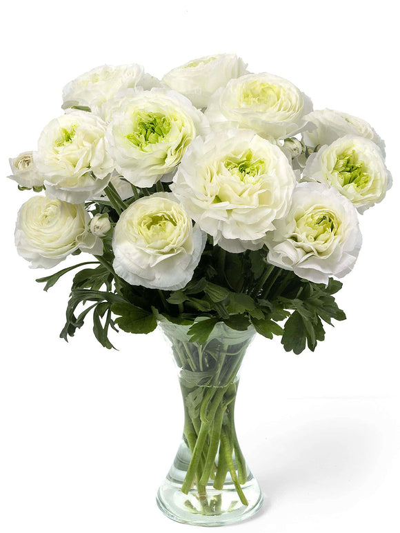 Ranonkel Romance™ Montenvers