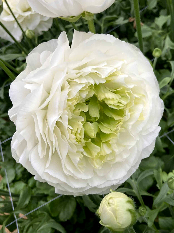 Witte Ranunculus Romance Montenvers® in bloei met stevige stelen