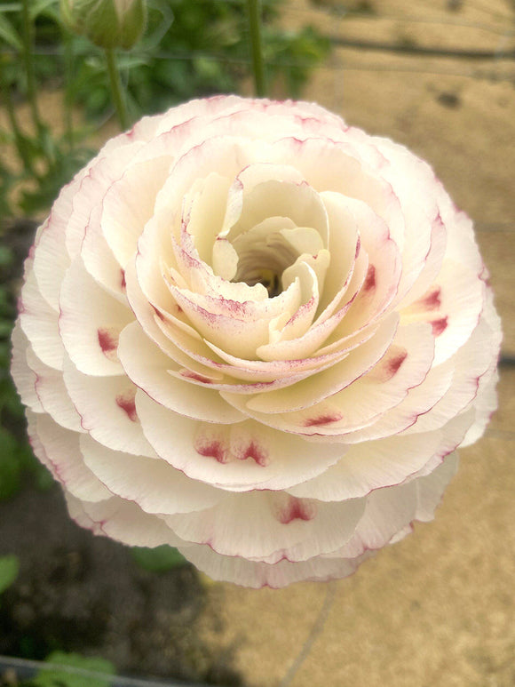 Ranonkel Romance™ Orleans