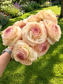 Ranonkel Romance™ Orleans