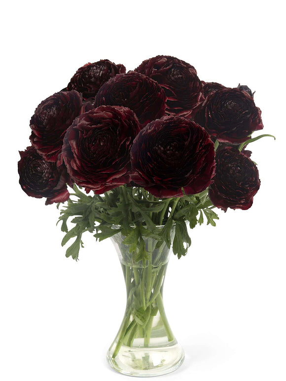 Ranunculus Romance Perigord met donker bordeauxrode bloemen