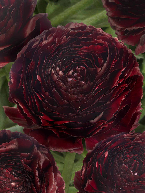 Close-up van Ranunculus Romance Perigord met fluweelachtige bloemblaadjes