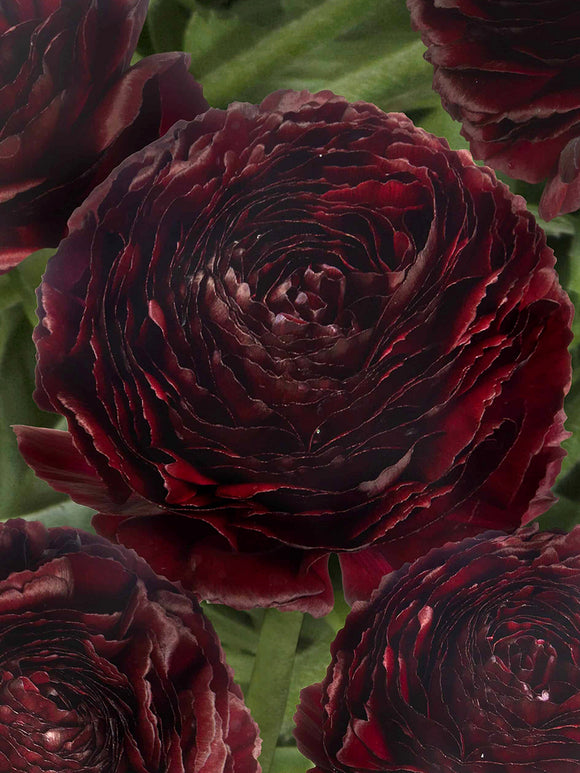 Close-up van Ranunculus Romance Perigord met fluweelachtige bloemblaadjes