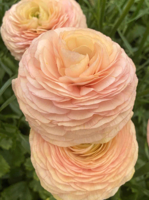 Ranonkel Romance™ ‘Salerno’