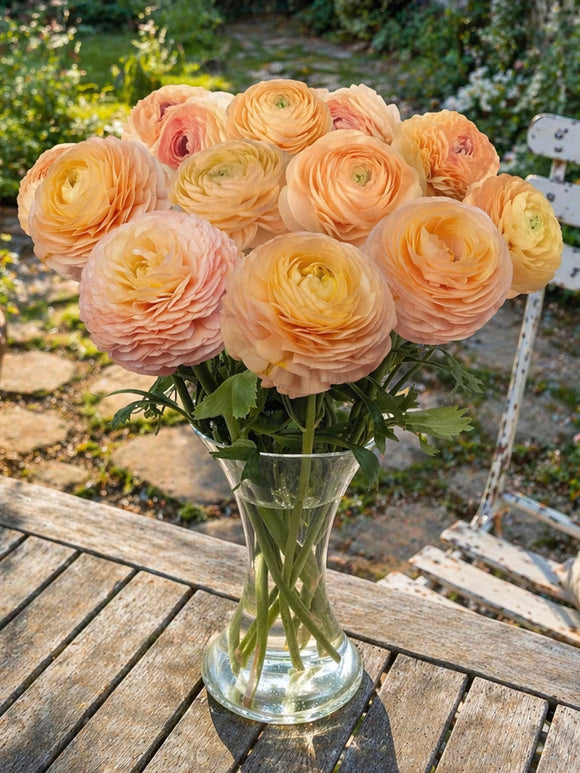 Ranonkel Romance™ ‘Salerno’
