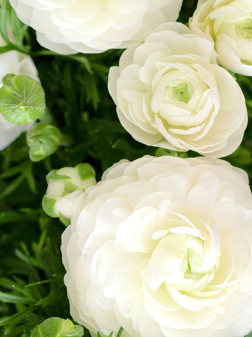 Ranunculus Wit online bestellen