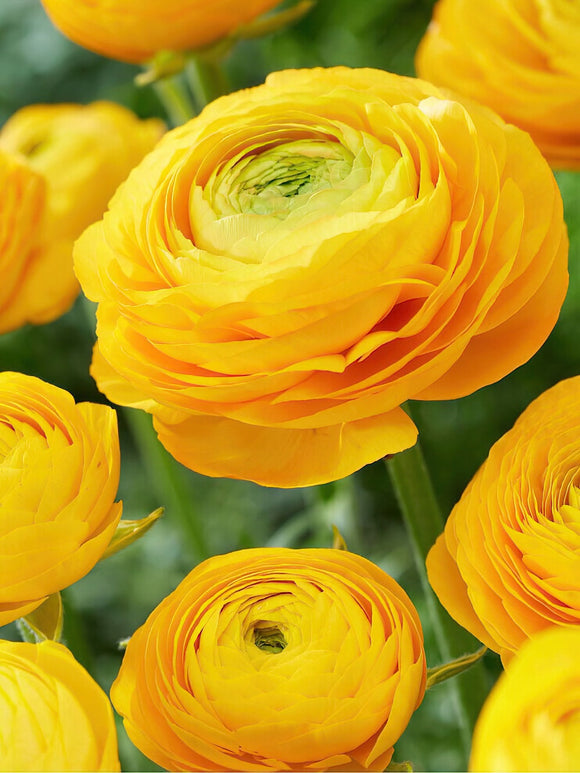 Gele Ranonkels (Ranunculus) online kopen