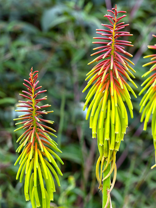Vuurpijl Rufa Rasta (Kniphofia)