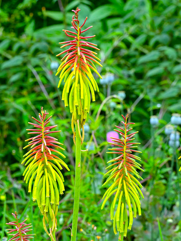 Vuurpijl Rufa Rasta (Kniphofia)