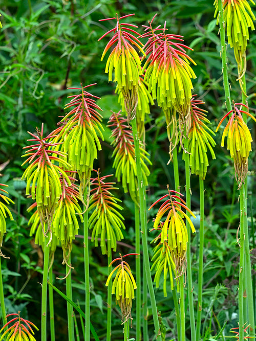 Vuurpijl Rufa Rasta (Kniphofia)