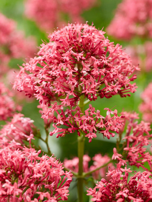 Rode valeriaan planten bestellen