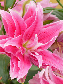Roselily Jasmina