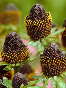 Rudbeckia Black Beauty (Zonnehoed)