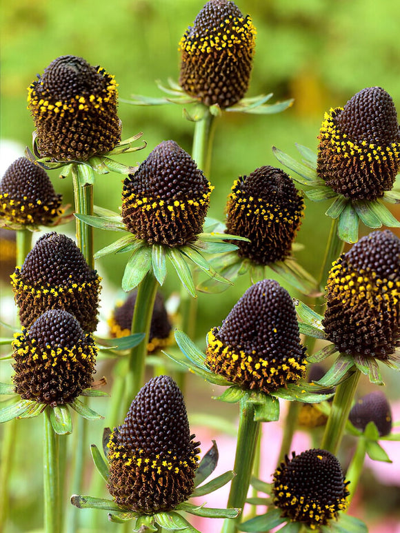 Rudbeckia Black Beauty bestellen