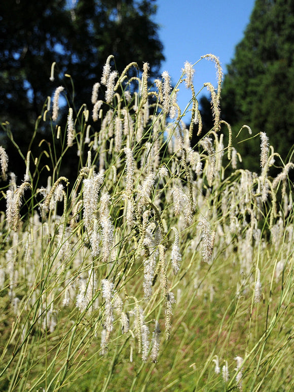 Sanguisorba 'Albiflora' met witte, pluizige bloemaren boven groen blad.